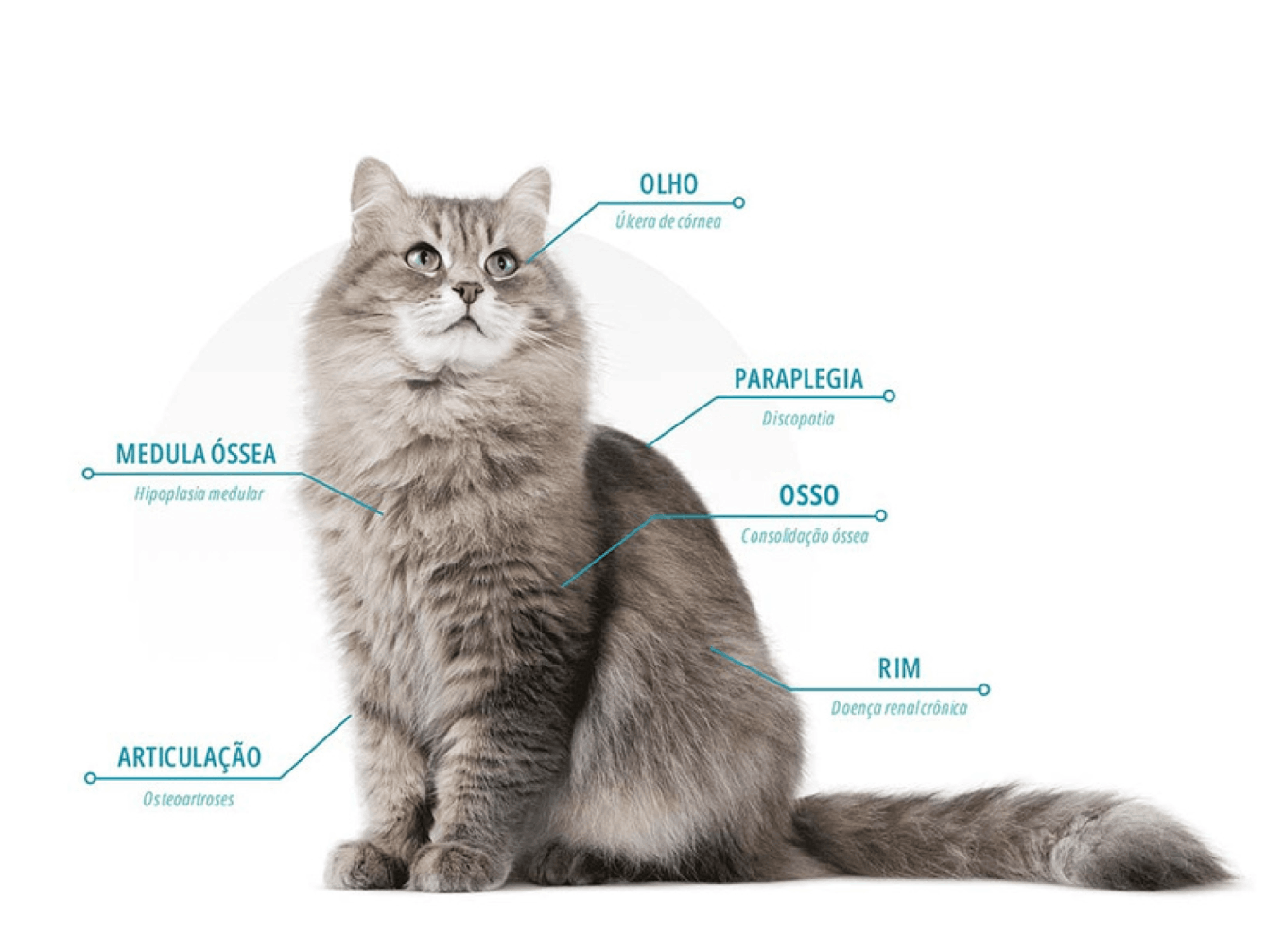 celula-tronco-cat