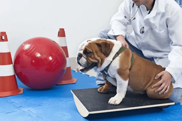 fisioterapia-veterinária